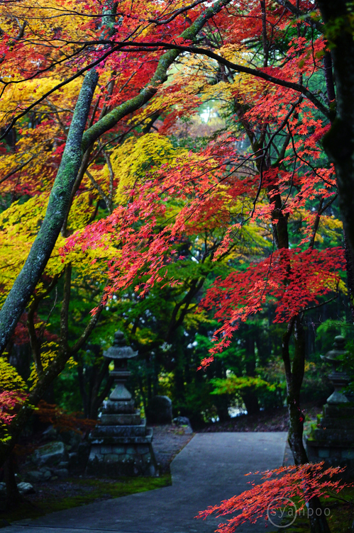 シグマ SIGMA 70-200mm F2.8 DG DN OS | Sports ／ 京都 亀岡 稗田野町 